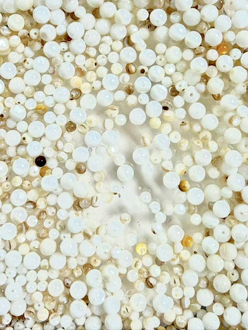 053 Petite Coquillage